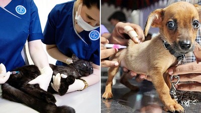 寵物也有疫苗可打！俄成功研發全球首批貓犬新冠疫苗　接種現場曝光
