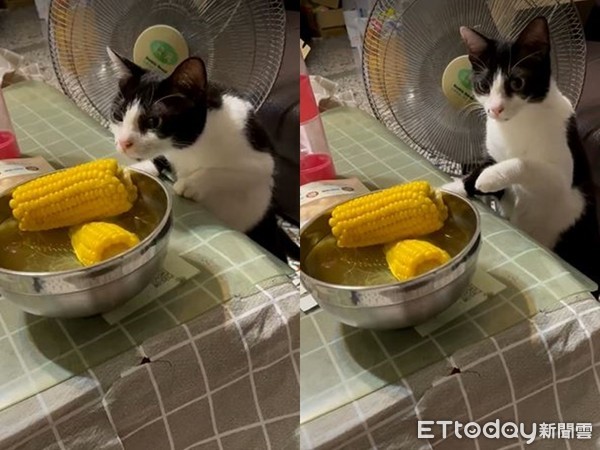 ▲▼貓咪偷啃媽媽玉米還喝湯。（圖／網友林依凡授權提供）