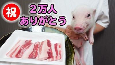 喪心寵物頻道「100天後要吃掉的豬」取名五花肉　Q萌成長日記每片都在倒數