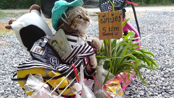 ▲▼泰國店貓碰碰。（圖／翻攝自Facebook／@bongbongcatcat ）