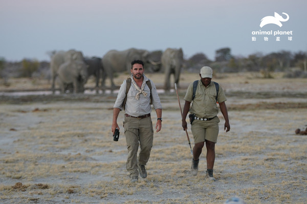▲▼ 英國冒險家利維森伍德再創紀錄徒步行走1000 公里 見證世界規模最大的象群遷徙全紀錄。（圖／動物星球頻道提供，下同）