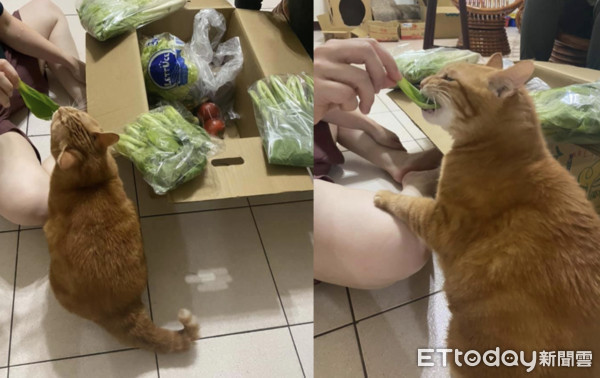 ▲眼神施壓！橘貓成功試吃「整箱防疫青菜」　媽笑：以為養了一頭牛。（圖／網友Shu Kuei Huang提供，請勿隨意翻拍，以免侵權。）