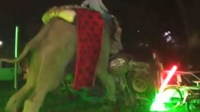 ▲▼印度一頭大象在婚禮上受驚嚇後開始暴走。（圖／翻攝自推特／@Benarasiyaa）