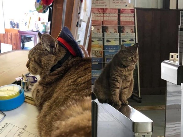 日本「貓咪站長」Nya十分受到歡迎，卻不幸因車禍離世。（翻攝自臉書專頁「豊後竹田駅ねこ駅長のニャー」）