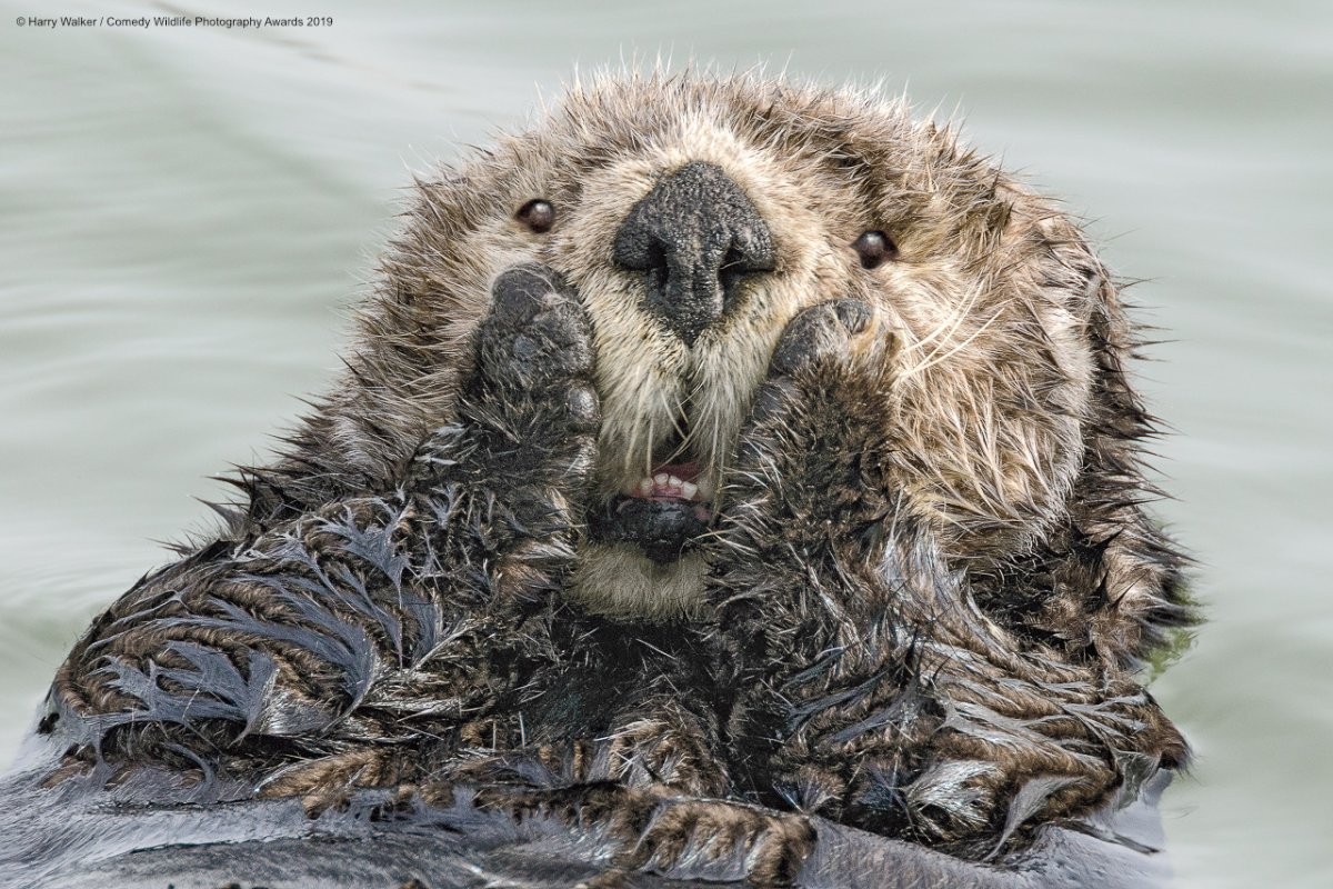 ▲▼喜劇野生動物照片。（圖／翻攝自comedywildlifephoto.com）