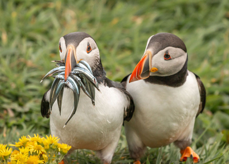 ▲▼喜劇野生動物照片。（圖／翻攝自comedywildlifephoto.com）