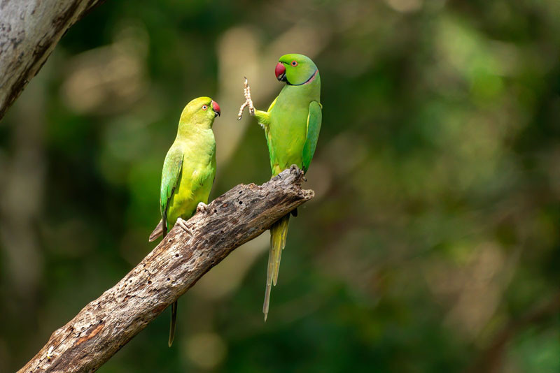 ▲▼喜劇野生動物照片。（圖／翻攝自comedywildlifephoto.com）