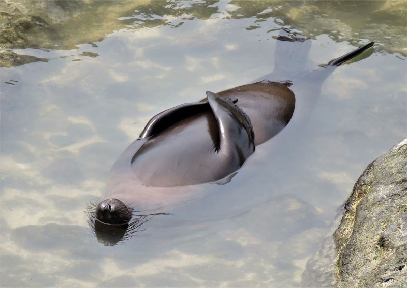 ▲▼喜劇野生動物照片。（圖／翻攝自comedywildlifephoto.com）