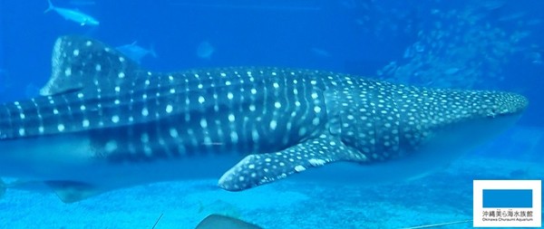 ▲▼沖繩美麗海水族館最大母鯨鯊身亡。（圖／翻攝自沖繩美麗海水族館官網）