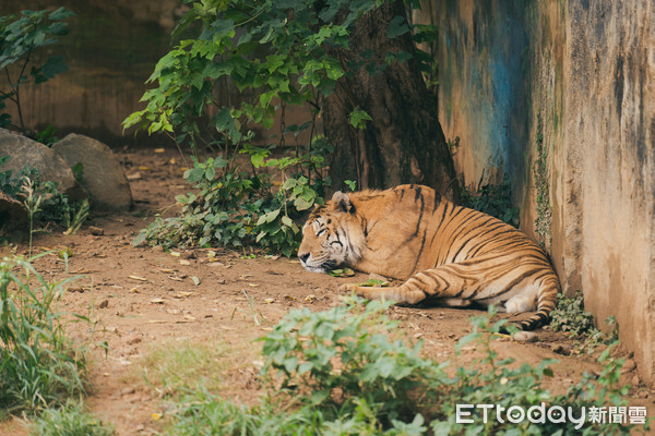 ▲動物園防疫休園44天!紅毛猩猩向外看 獼猴見到「人」超興奮。(圖/新竹市府提供) ▲動物園防疫休園44天!紅毛猩猩向外看 獼猴見到「人」超興奮。(圖/新竹市府提供)