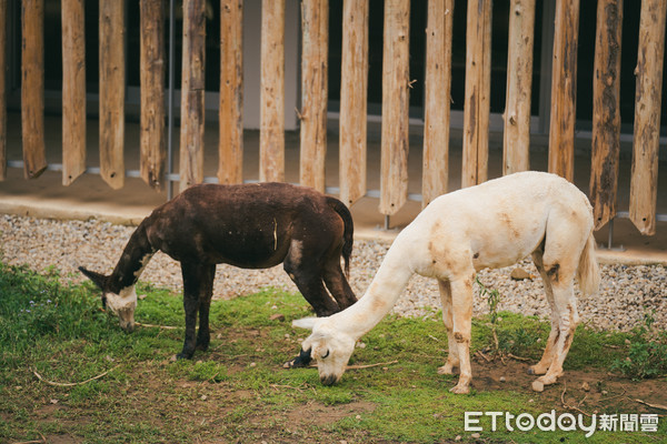 ▲動物園防疫休園44天!紅毛猩猩向外看 獼猴見到「人」超興奮。(圖/新竹市府提供) ▲動物園防疫休園44天!紅毛猩猩向外看 獼猴見到「人」超興奮。(圖/新竹市府提供)