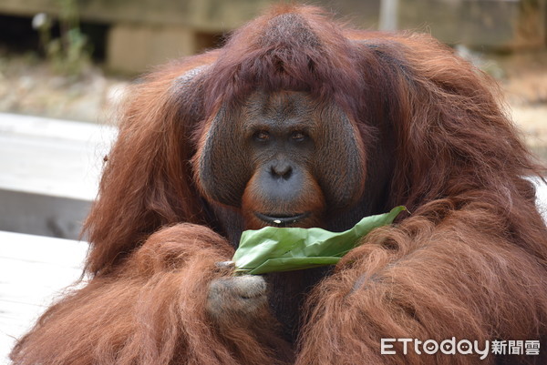 ▲動物園防疫休園44天!紅毛猩猩向外看 獼猴見到「人」超興奮。(圖/新竹市府提供) ▲動物園防疫休園44天!紅毛猩猩向外看 獼猴見到「人」超興奮。(圖/新竹市府提供)