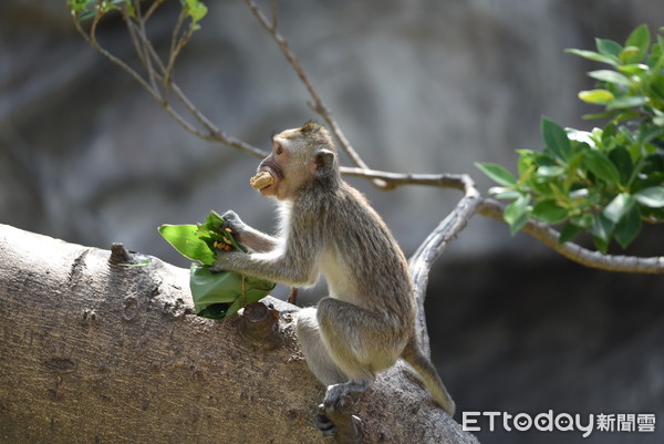 ▲動物園防疫休園44天!紅毛猩猩向外看 獼猴見到「人」超興奮。(圖/新竹市府提供) ▲動物園防疫休園44天!紅毛猩猩向外看 獼猴見到「人」超興奮。(圖/新竹市府提供)
