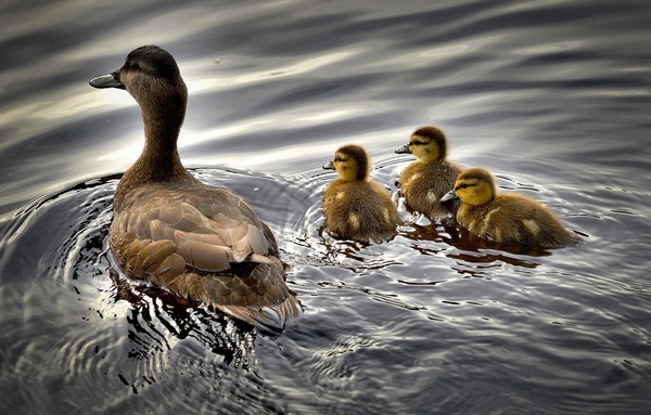 ▲▼母鴨帶小鴨滑水，速度驚人。（圖／取自免費圖庫pixabay）