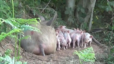 不忍寶貝們被宰！孕母豬逃出豬圈生9孩　原主接回被動團抗議：別吃牠們！