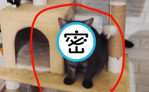 網友分享愛貓照，沒想到自家萌貓卻被同事質疑「為什麼長得這麼糊」。（翻攝自臉書社團「爆怨2公社」）
