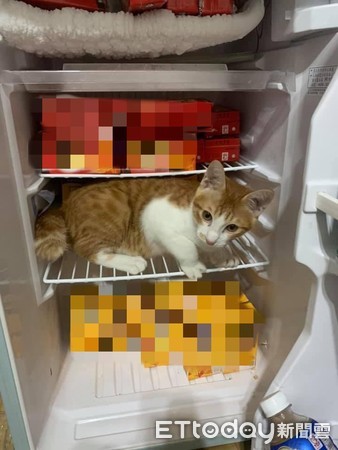▲冰箱門打開！小貓秒衝冷藏櫃「趴好冰起來」　爸拉出牠反被咬一口。（圖／飼主吳先生提供）