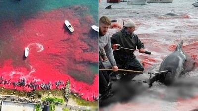 血海！丹麥漁民開船包圍鯨魚「狂戳猛刺」動保員聽見小鯨魚哭嚎聲
