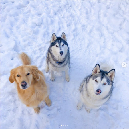 ▲▼黃金獵犬佐伊與兩隻哈士奇妮可、傑克森。（圖／翻攝自Instagram／chrisboudens）