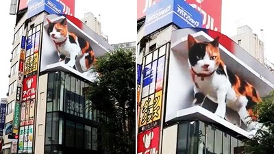 路口有隻巨大喵！東京街頭驚見「體長20公尺三花貓」立體投影太逼真路人驚呼