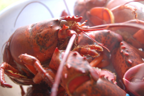 ▲▼活煮龍蝦的料理方式將在英國被明令禁止。（圖／取自免費圖庫WUNDERSTOCK）