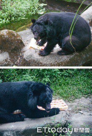 ▲32歲資深亞洲黑熊嘗鮮「國旗冰」！　悠閒散步後開吃遭讚超精明。（圖／台北市立動物園提供）