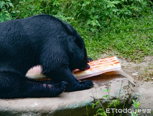 ▲32歲資深亞洲黑熊嘗鮮「國旗冰」！　悠閒散步後開吃遭讚超精明。（圖／台北市立動物園提供）