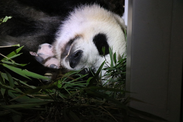 ▲確認是「龍鳳胎」！上野動物園大熊貓寶寶順利成長　花紋逐漸清晰。（圖／翻攝自上野動物園官網）