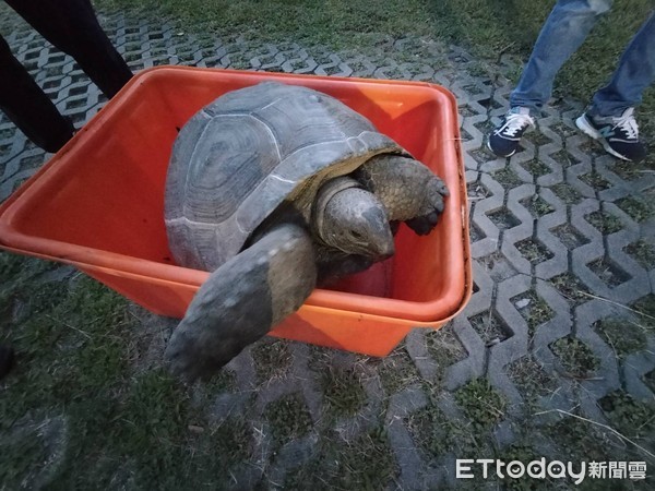 ▲50公斤巨龜誤闖菜園偷吃　傻眼！是保育亞達伯拉象龜。（圖／記者陳凱力翻攝）