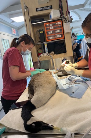 加拿大雁手術，女友焦急探視。（圖／翻攝自Cape Wildlife Center）