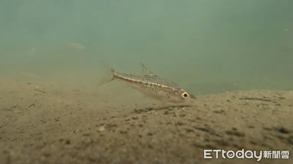 ▲各相關單位於線上合作討論保育巴氏銀鮈議題。(圖/林務局南投林管處提供) ▲▼各相關單位於線上合作討論保育巴氏銀鮈議題。(圖/林務局南投林管處提供)