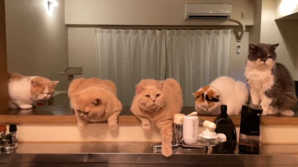 ▲▼飯點時間逼近！5貓鎮守流理台「臭臉催促」　身材一隻比一隻還胖。（圖／翻攝自Twitter:jirosan77）