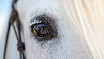 「韁繩綑綁母馬」性侵！少年先用食物引誘再脫褲　女飼主調出監視器痛哭