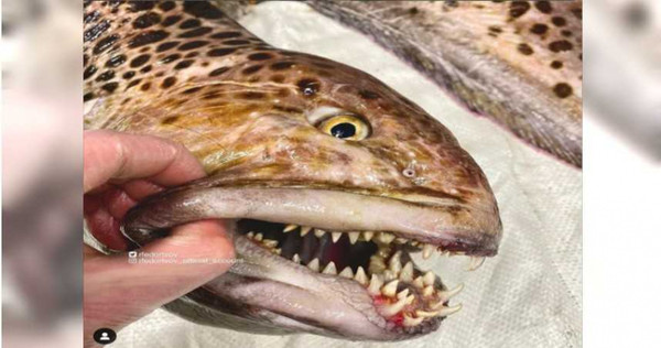 羅曼捕到一隻滿嘴尖牙的魚。（圖／翻攝自rfedortsov_official_account  IG）
