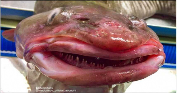 羅曼捕到的魣鱈，奇特的外表被網友笑像小丑。（圖／翻攝自rfedortsov_official_account IG）