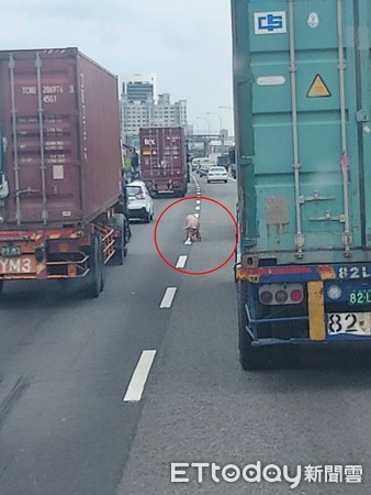 ▲小豬就在國道上狂奔，透過拖吊車送下來之後，失去生命跡象            。（圖／民眾提供）