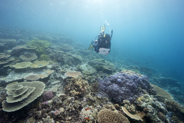 ▲▼一位潛水員在澳洲海岸附近監測大堡礁的健康狀況。（圖／達志影像／美聯社）