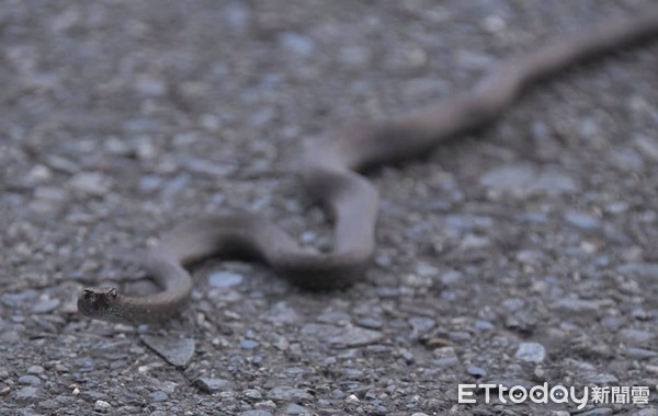 ▲茶斑蛇在柏油馬路面爬行，猶如會動的電鑽頭。（圖／民眾提供）