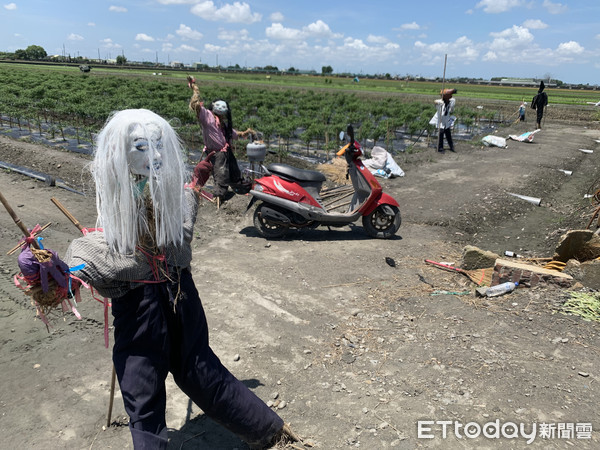 ▲農田主人王志傑指出，稻草人是朋友的創意，閒暇時慢慢製作而成，除了防疫、防賊還防鳥，一兼二顧。（圖／記者蔡佩旻攝）