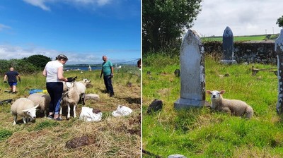愛爾蘭雇用綿羊協助考古！　「挖出1872年墓碑」順利找到後代