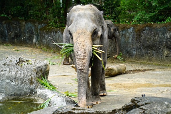 ▲▼入園指引（圖／臺北市立動物園提供）