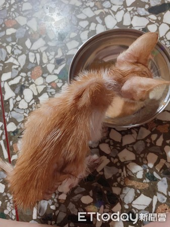 ▲3個月大幼貓困黏鼠板「遭誤認成屍體」　一周後吃出小胖肚。（圖／網友Ying-Yu Chen提供）