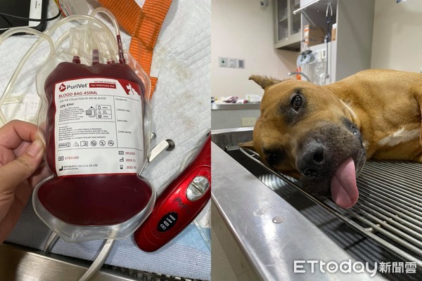 ▲至少救3隻狗！比特犬勇敢躺診療台「捐500Ml血」　睡一覺恢復體力。（圖／飼主蔡小姐提供）