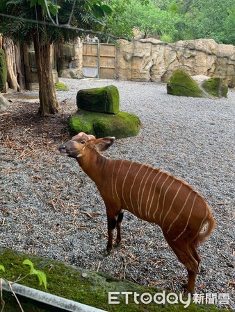動物園開園首日羚羊。（圖／記者李依融攝）