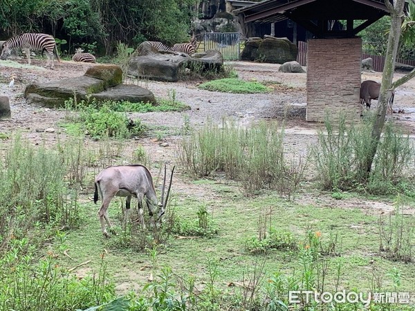 動物園開園首日羚羊。（圖／記者李依融攝）