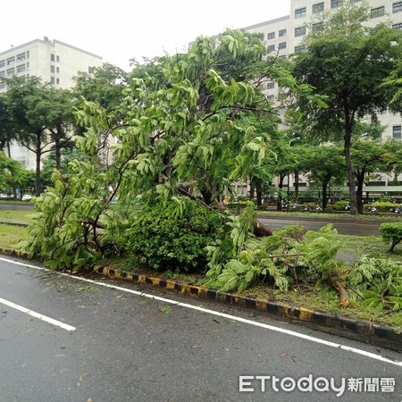 ▲北區東豐路177號前安全島上有路樹倒塌，因整棵樹倒塌位置都在安全島上，未影響人車通行，已通知市府相關單位前來處理。（圖／記者林悅翻攝，下同）