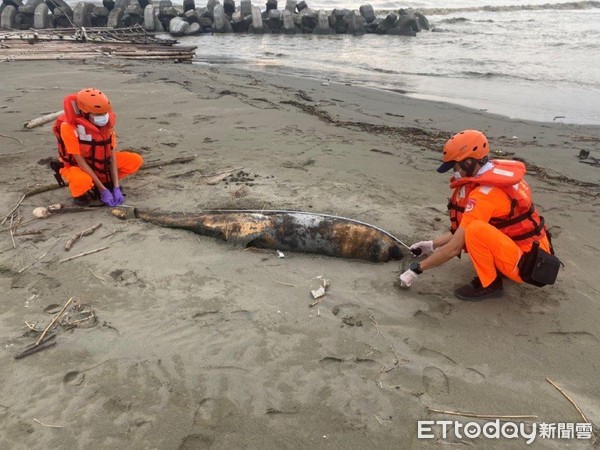 ▲海巡第11岸巡隊人員前往協處，結果發現1隻死亡多時的小虎鯨，經評估後將小虎鯨解剖內臟實施掩埋，擷取身軀運回研究中心研究處理。（圖／記者林悅翻攝，下同）