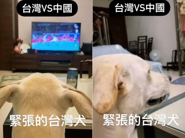 ▲▼台灣犬看金牌戰超緊張。（圖／有點毛毛的／網友許文馨提供）