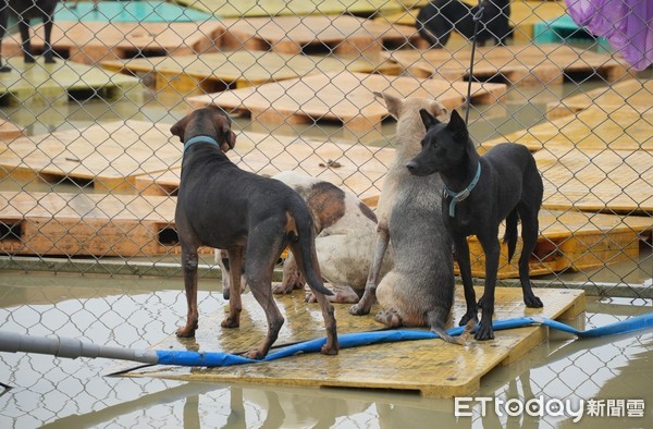 ▲▼台南狗園淹水。（圖／台灣動物緊急救援小組授權提供）