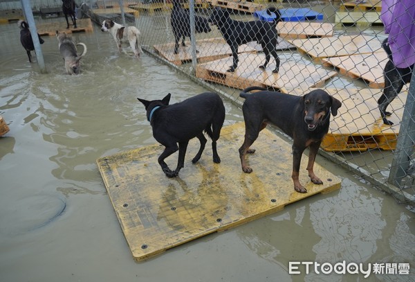 ▲▼台南狗園淹水。（圖／台灣動物緊急救援小組授權提供）